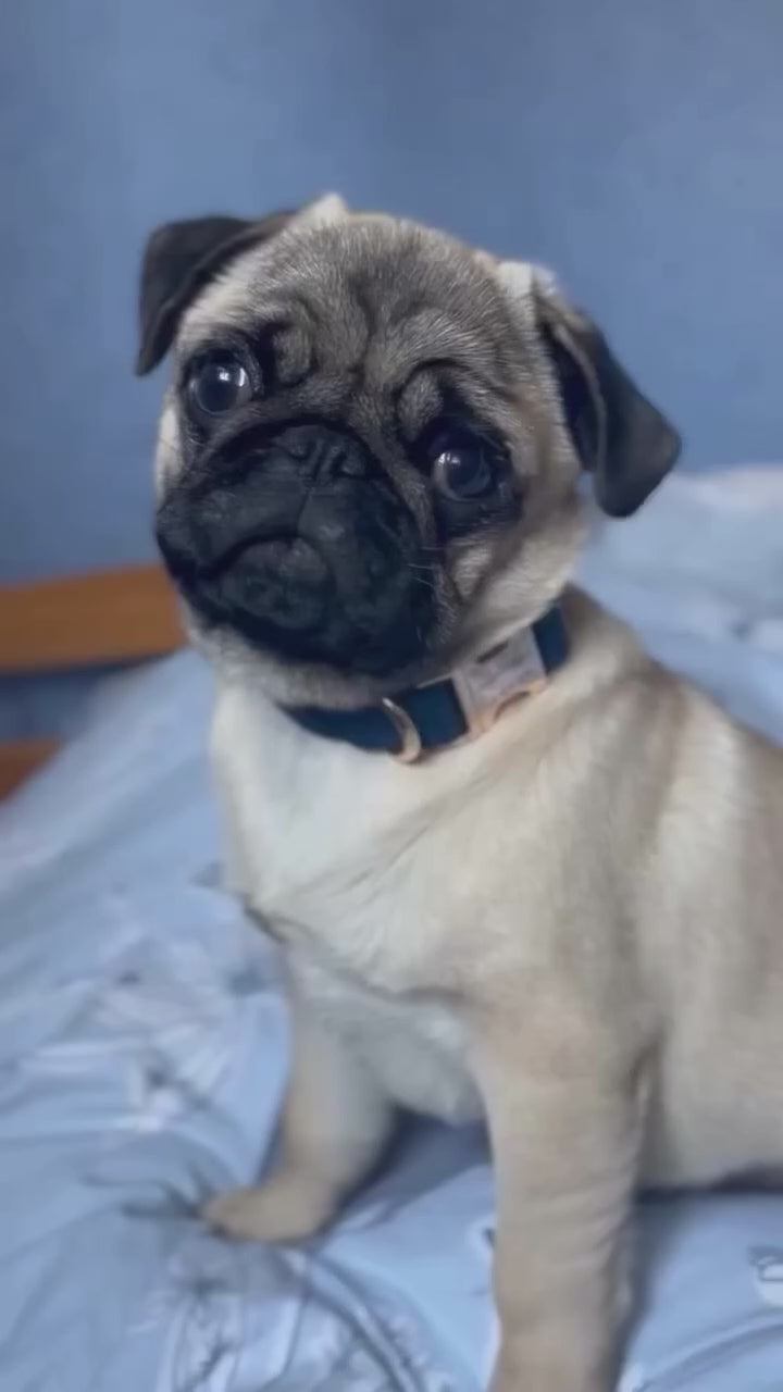 Vidéo