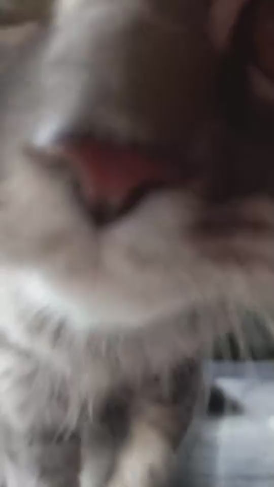 Vidéo
